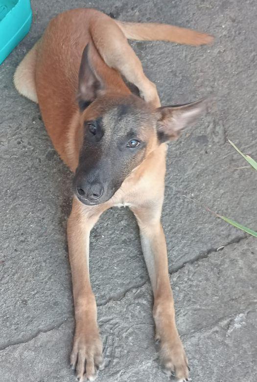 Delta, a Adoptable mixed breed in Escondido, CA image 1/2