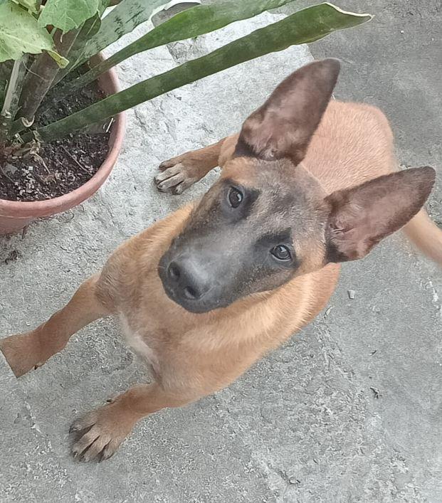 Delta, a Adoptable mixed breed in Escondido, CA image 2/2