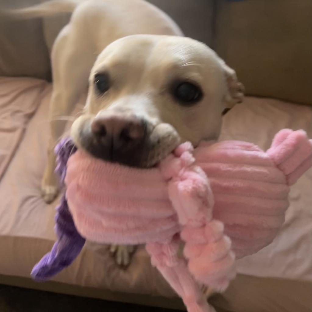 Pearl, Adoptable, Adult Female Pit Bull Terrier & Shepherd.