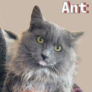 Ant, ADOPTABLE, Young Female Domestic Medium Hair.