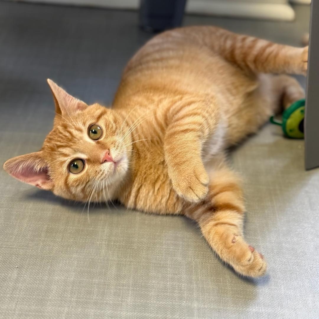 Enlarge Nero, an adopted Domestic Short Hair in Greensburg, PA image 3/5