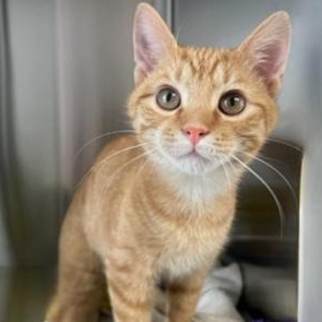 Enlarge Nero, an adopted Domestic Short Hair in Greensburg, PA image 2/2