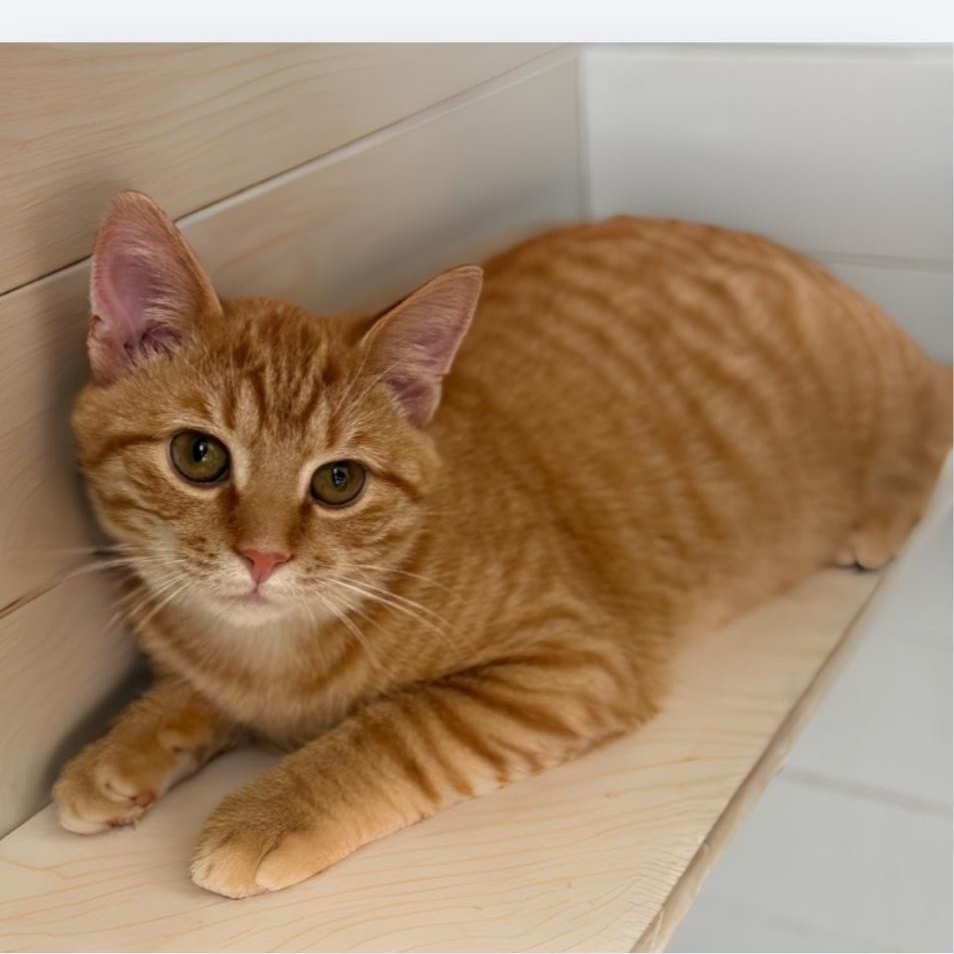 Enlarge Nero, an adopted Domestic Short Hair in Greensburg, PA image 4/5