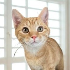 Nero, adopted, Kitten Male Domestic Short Hair.