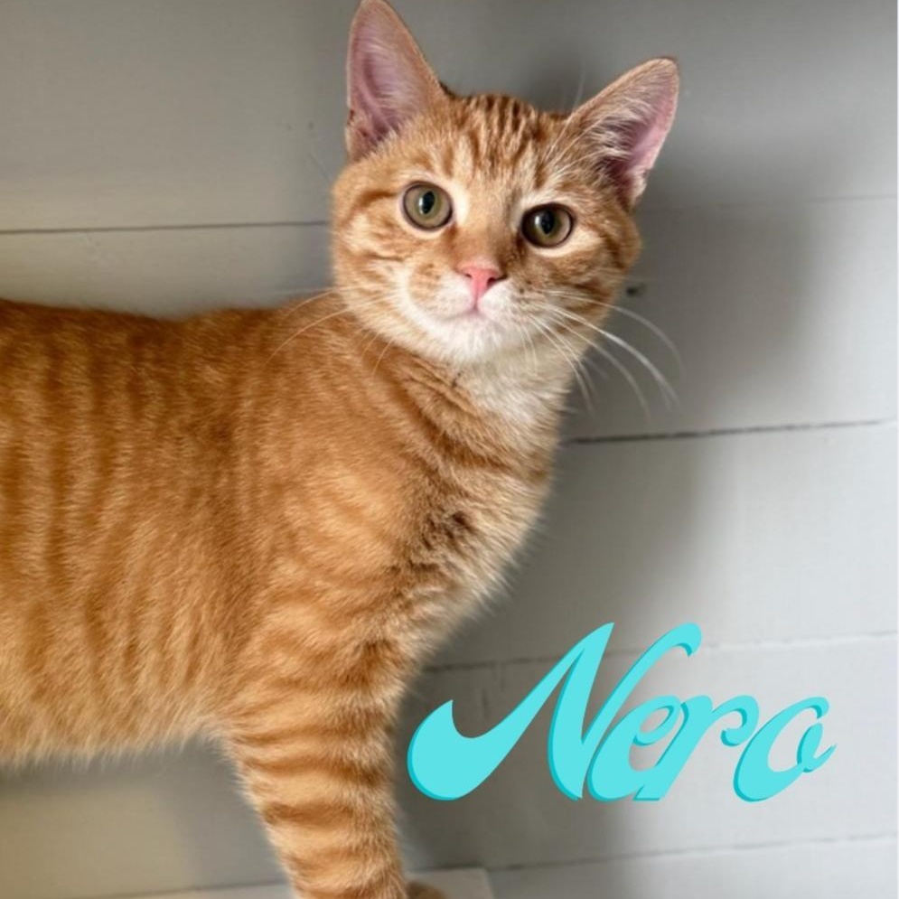 Nero, adopted, Kitten Male Domestic Short Hair.