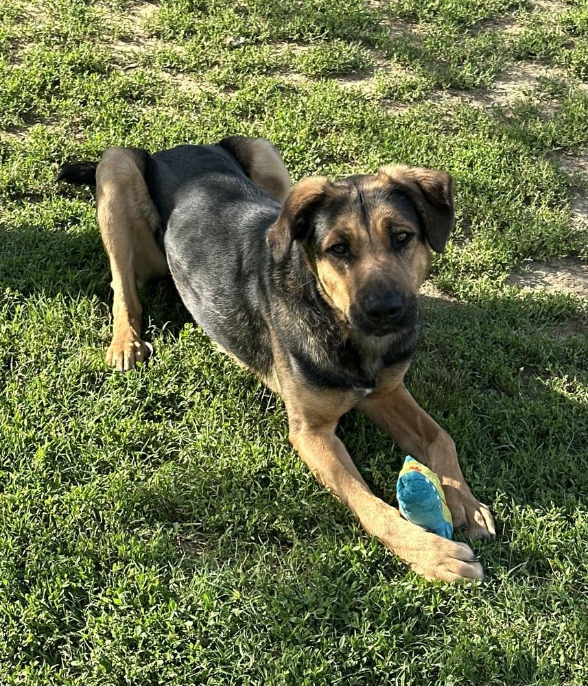 Enlarge Jupiter, a Adoptable mixed breed in Evansville, IN image 1/6