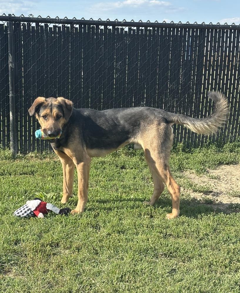 Enlarge Jupiter, a Adoptable mixed breed in Evansville, IN image 2/6