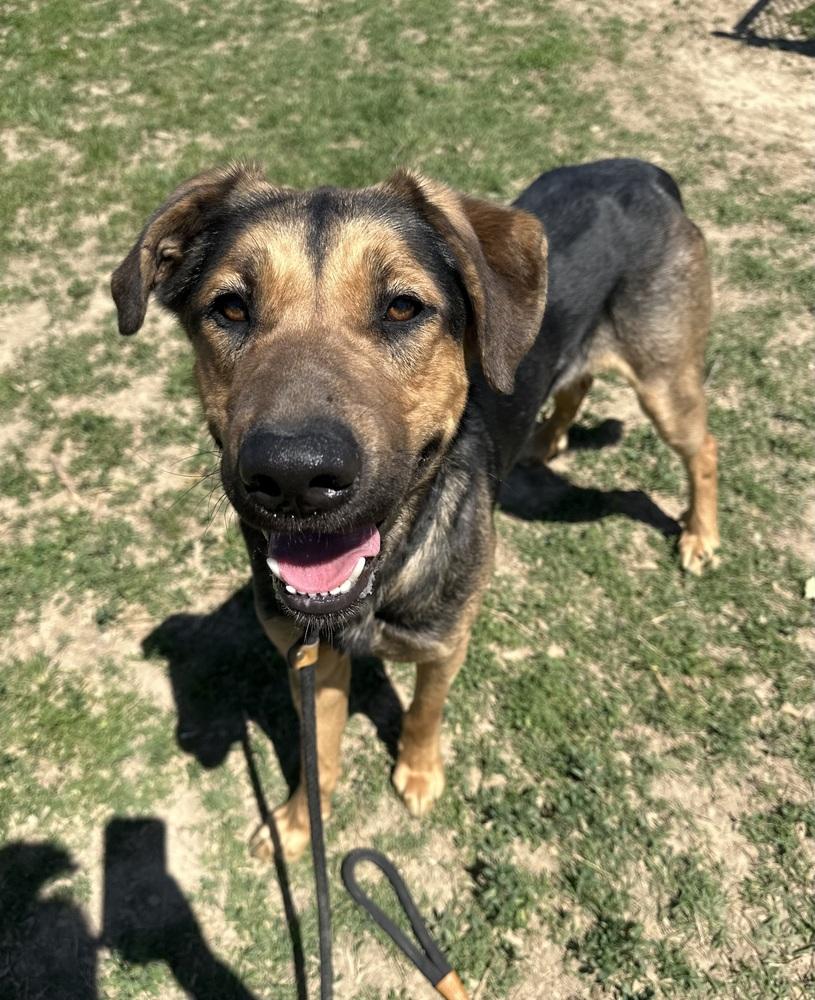 Enlarge Jupiter, a Adoptable mixed breed in Evansville, IN image 3/6