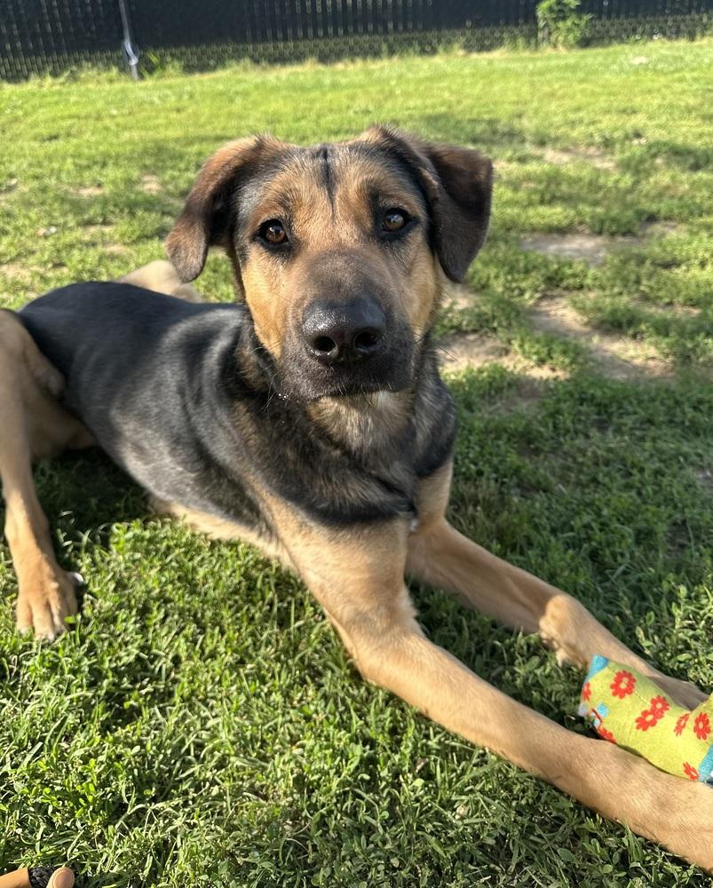 Enlarge Jupiter, a Adoptable mixed breed in Evansville, IN image 4/6