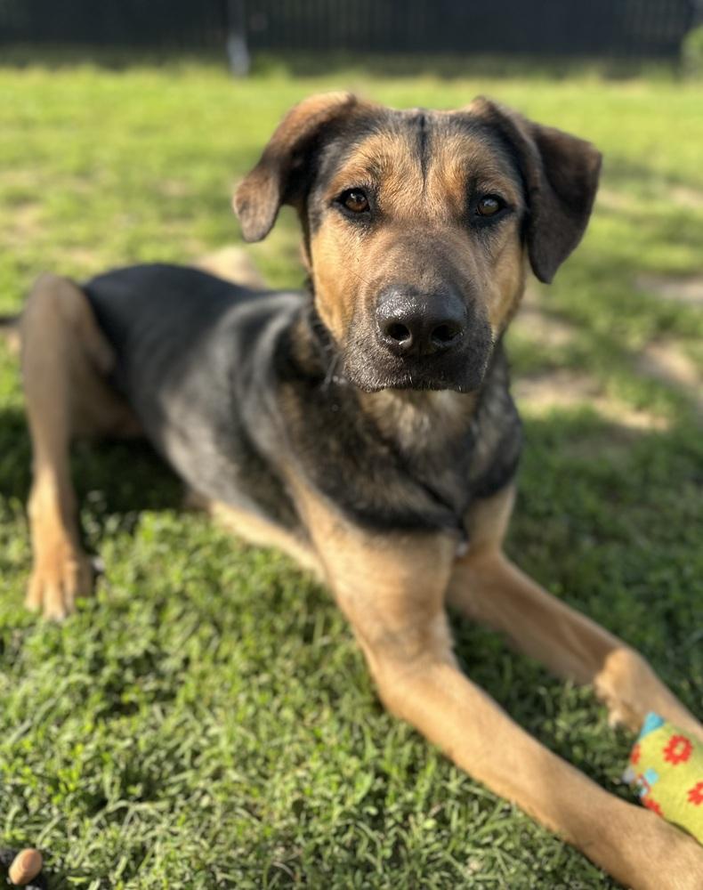 Enlarge Jupiter, a Adoptable mixed breed in Evansville, IN image 5/6