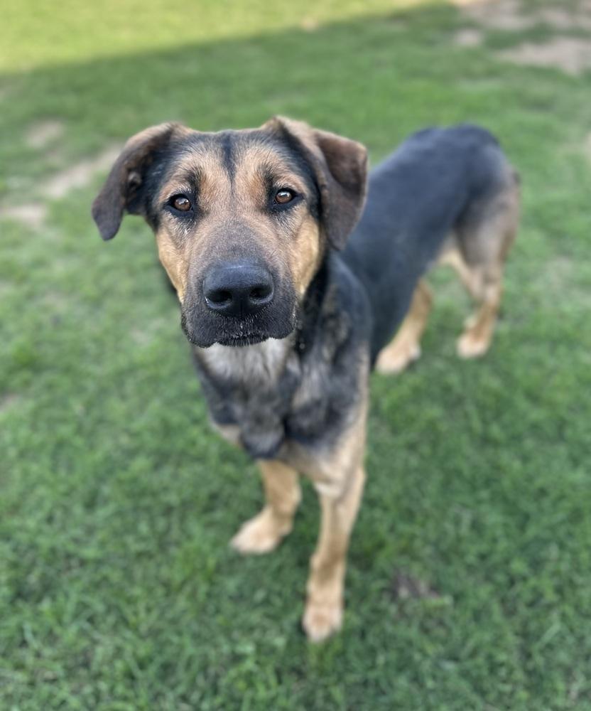 Enlarge Jupiter, a Adoptable mixed breed in Evansville, IN image 6/6
