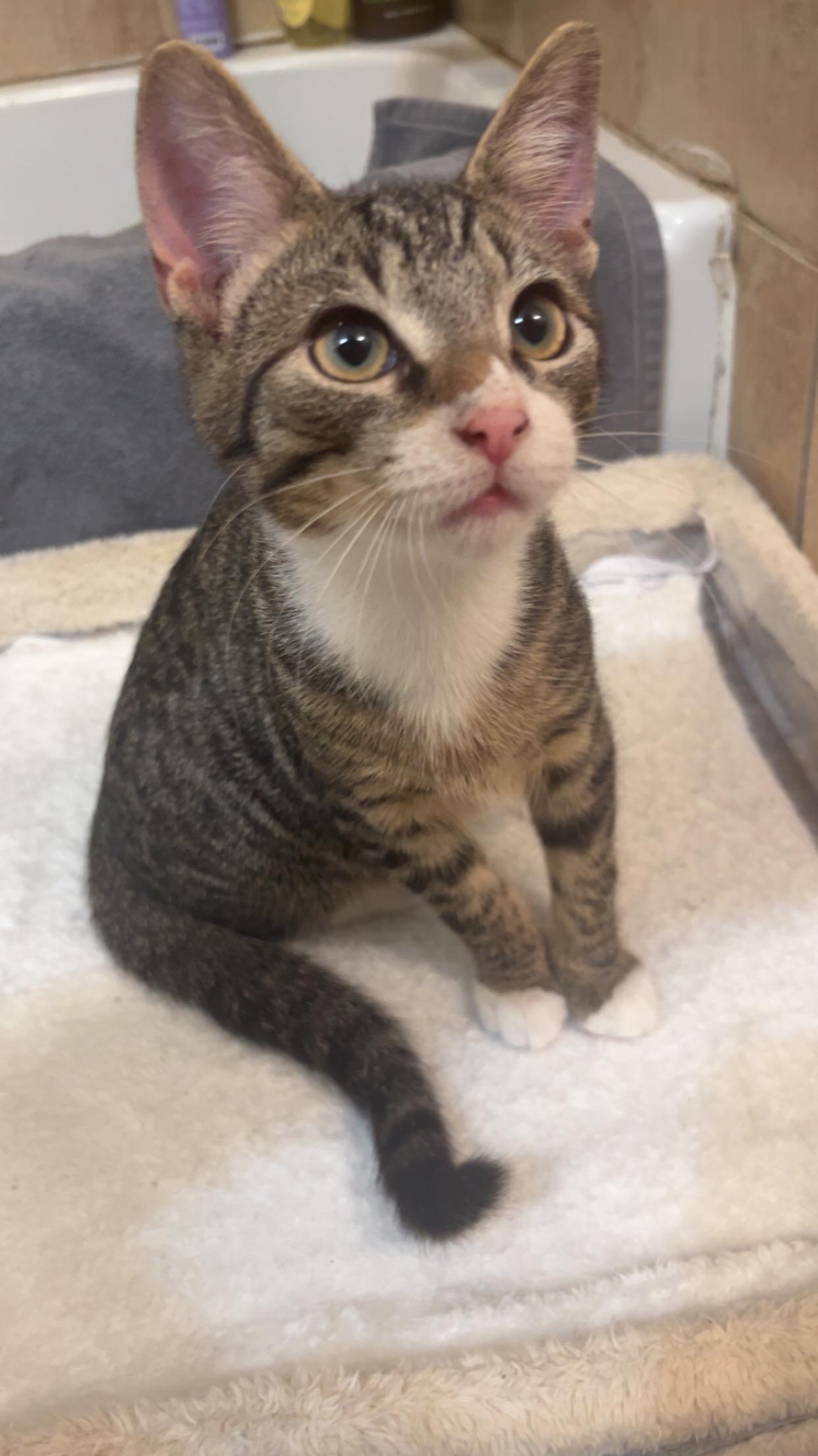 Sullivan , Adoptable, Young Male Domestic Short Hair.