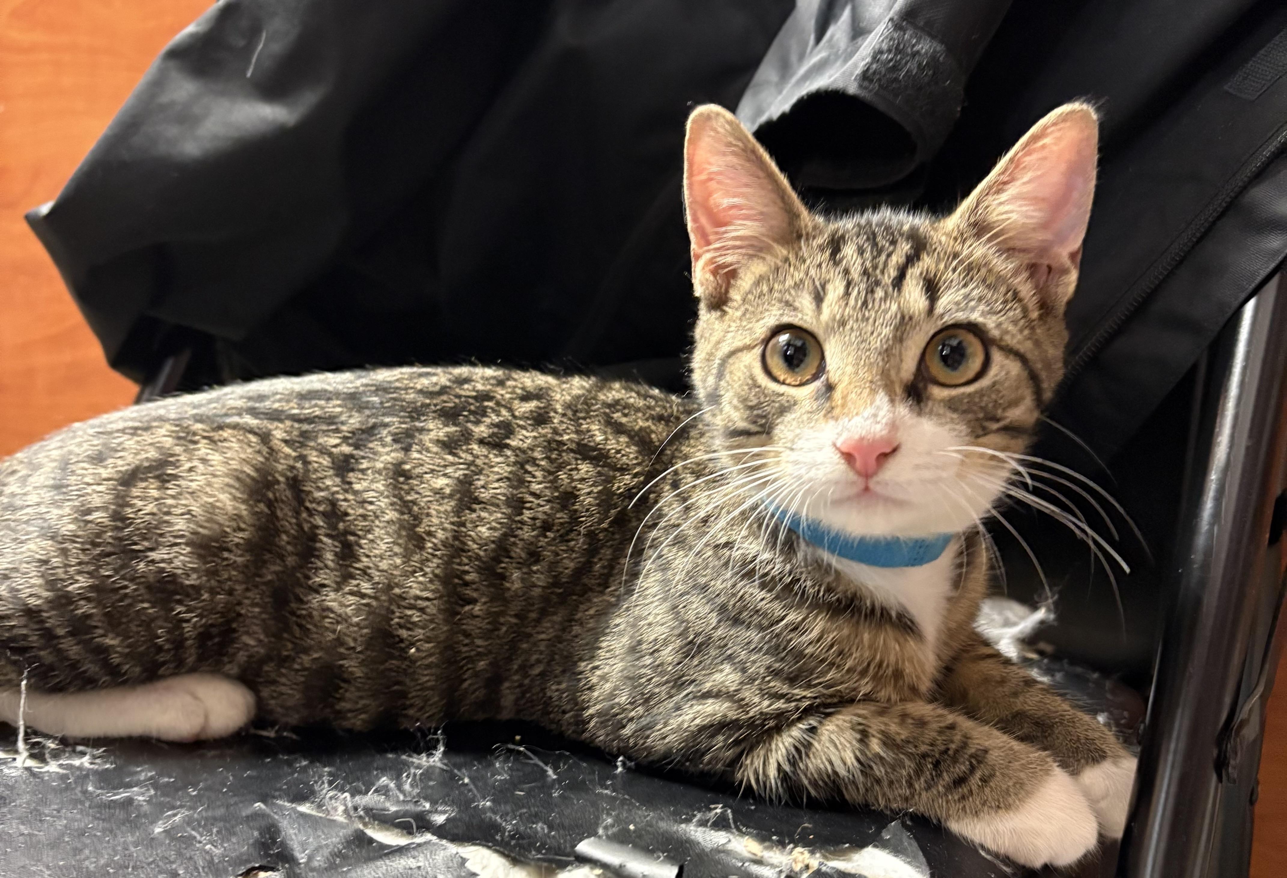 Enlarge Sullivan , a Adoptable Domestic Short Hair in Columbia, SC image 2/4