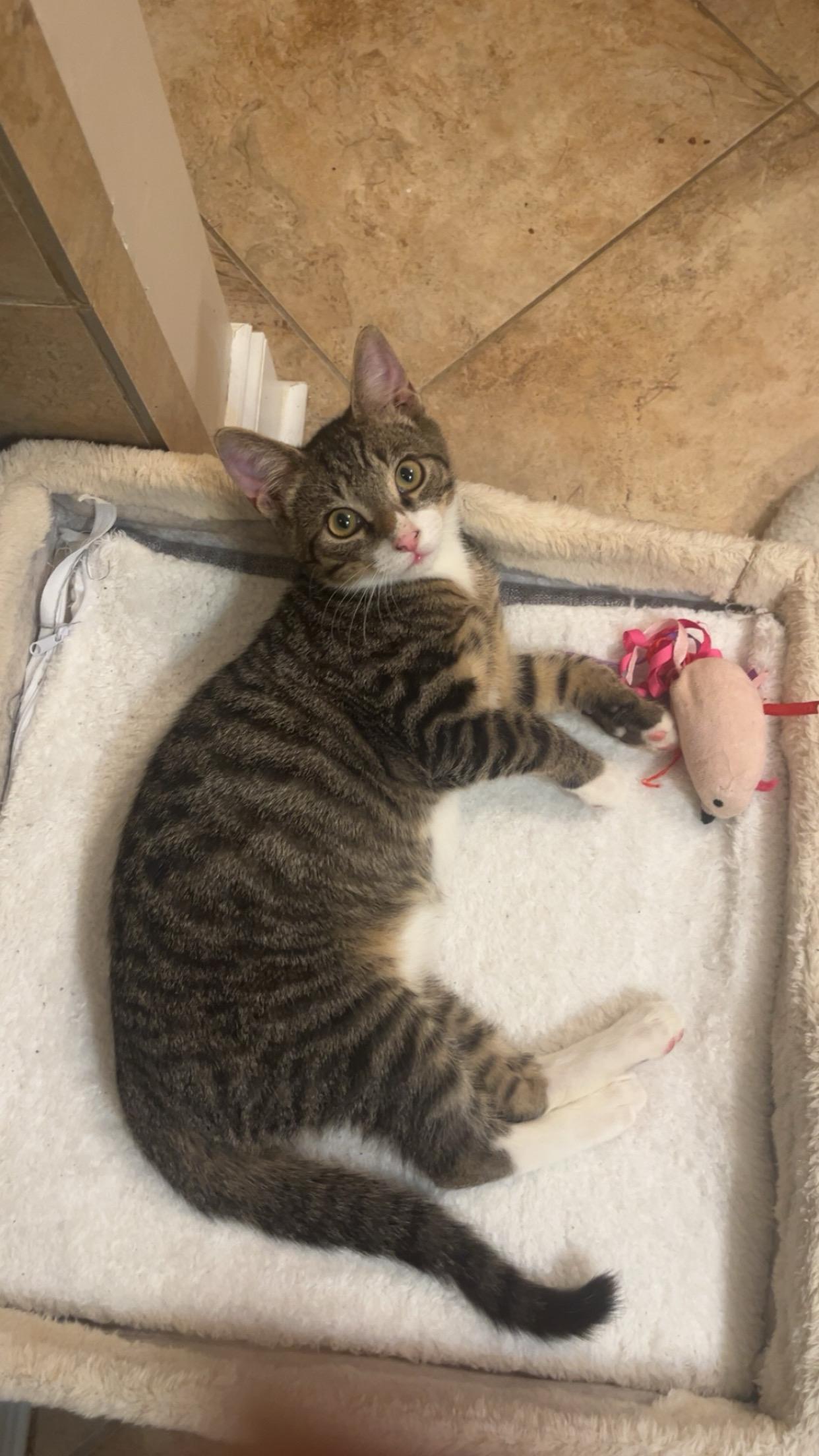 Enlarge Sullivan , a Adoptable Domestic Short Hair in Columbia, SC image 3/4