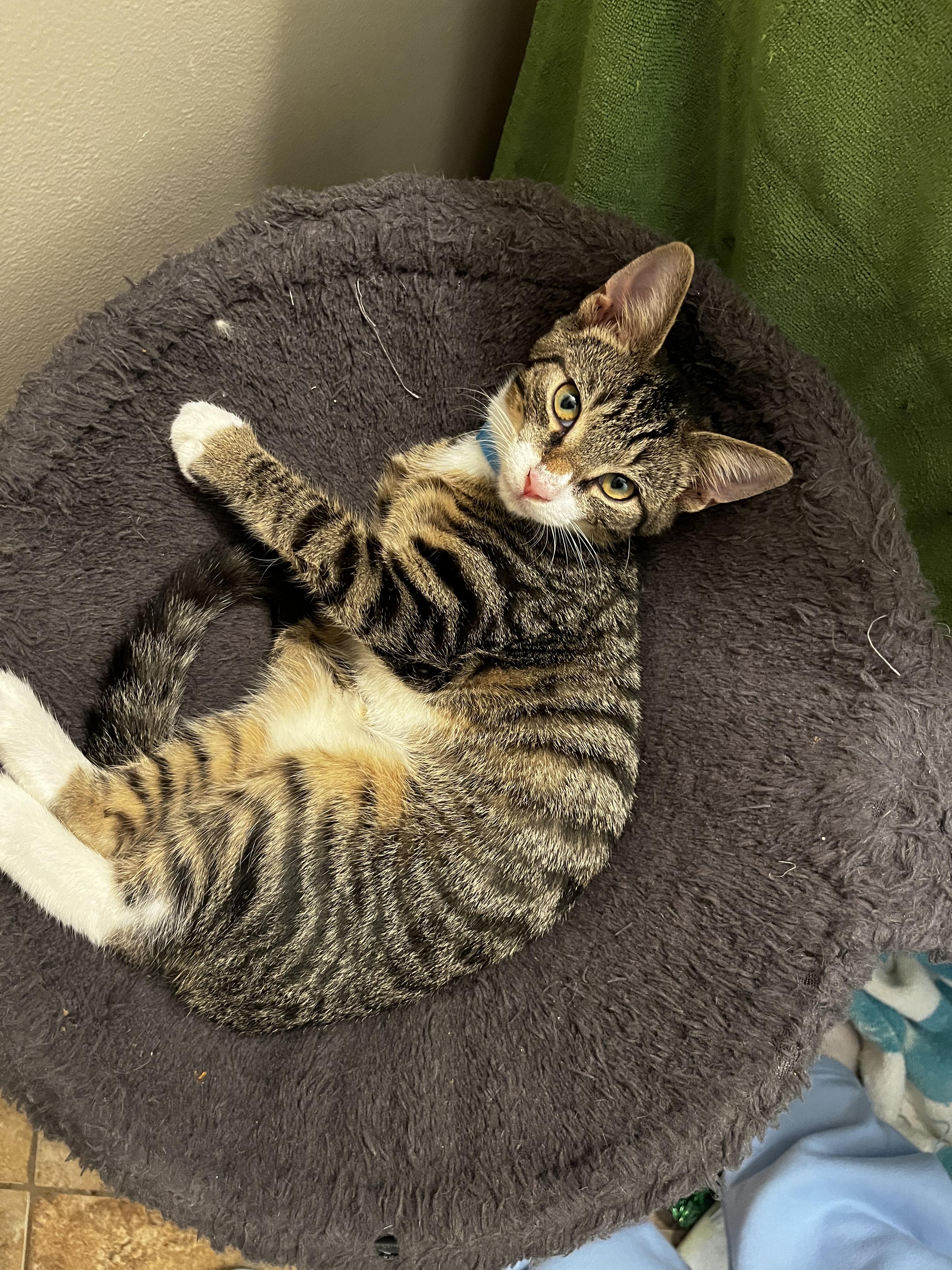 Enlarge Sullivan , a Adoptable Domestic Short Hair in Columbia, SC image 4/4