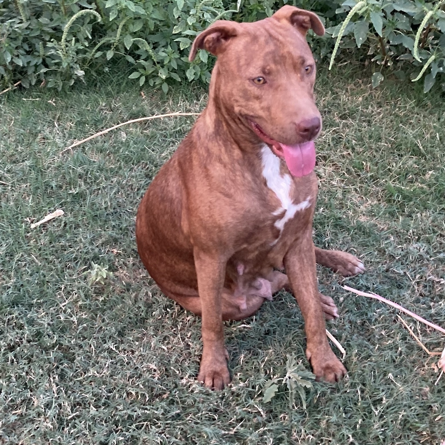 Enlarge Harley Quinn, a Adoptable mixed breed in Seattle, WA image 2/5