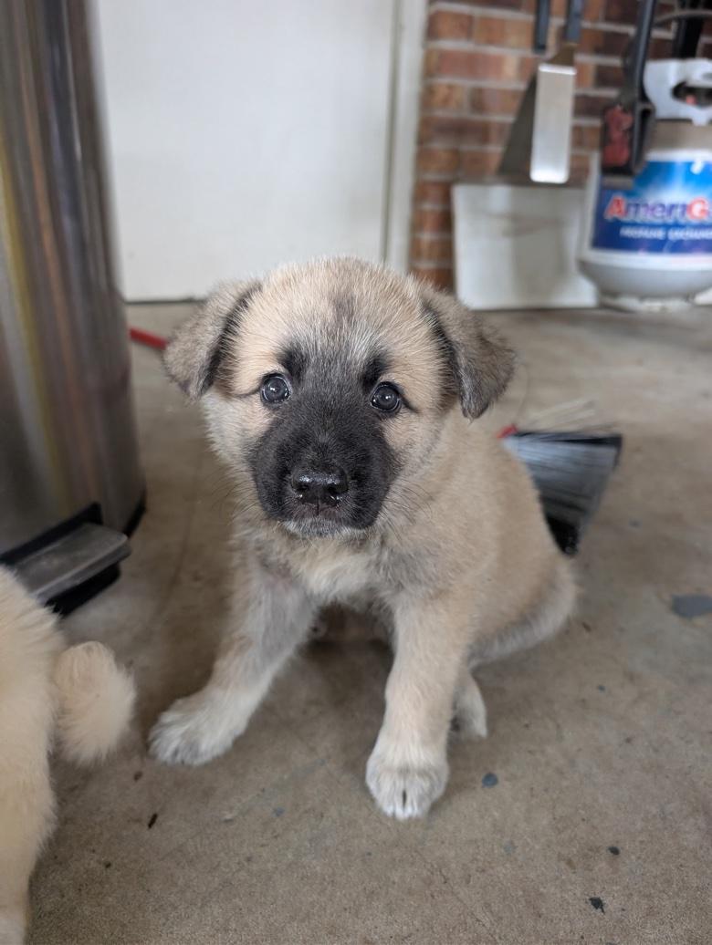Jovan, Adopted, Puppy Male German Shepherd Dog & Great Pyrenees.