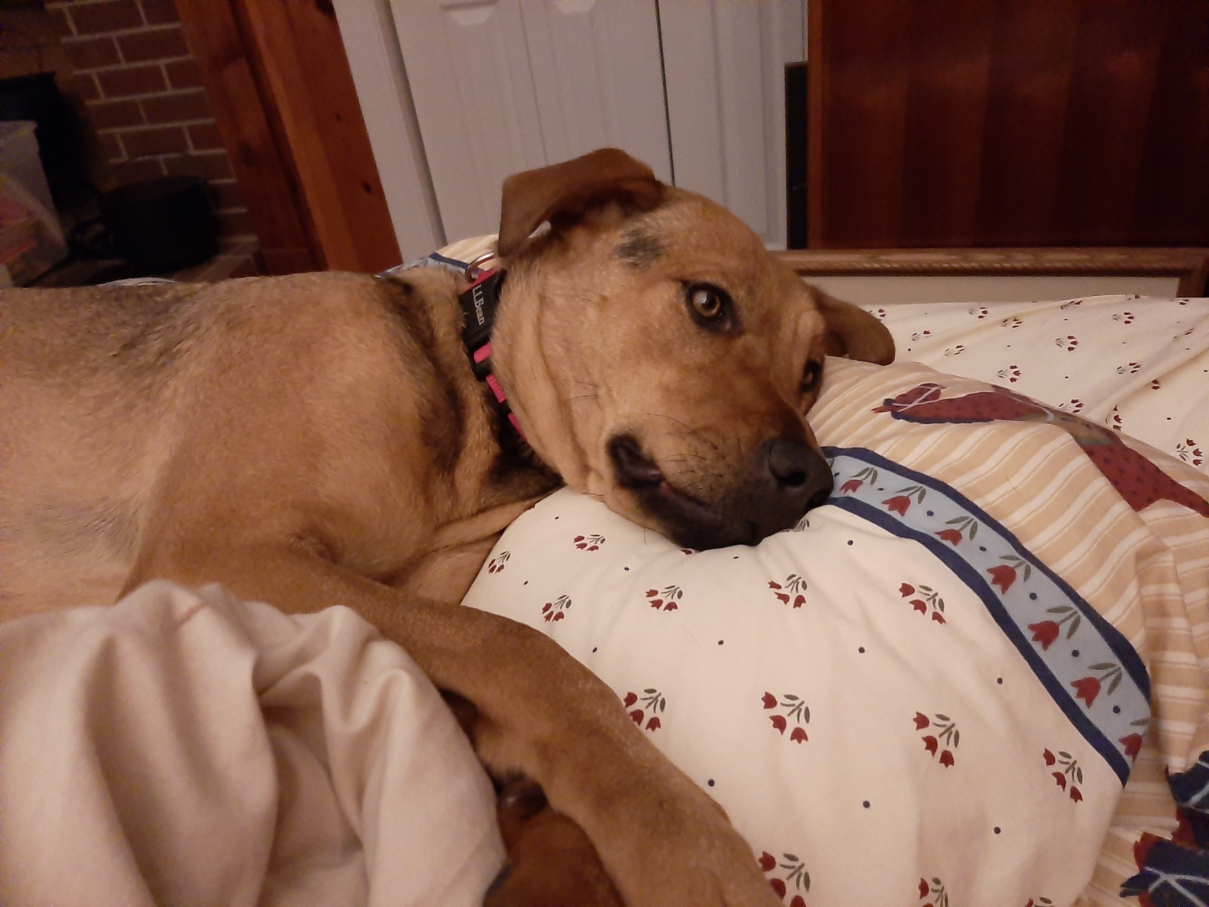 Dog for adoption Mollie, a Shepherd in Richmond, VA Petfinder