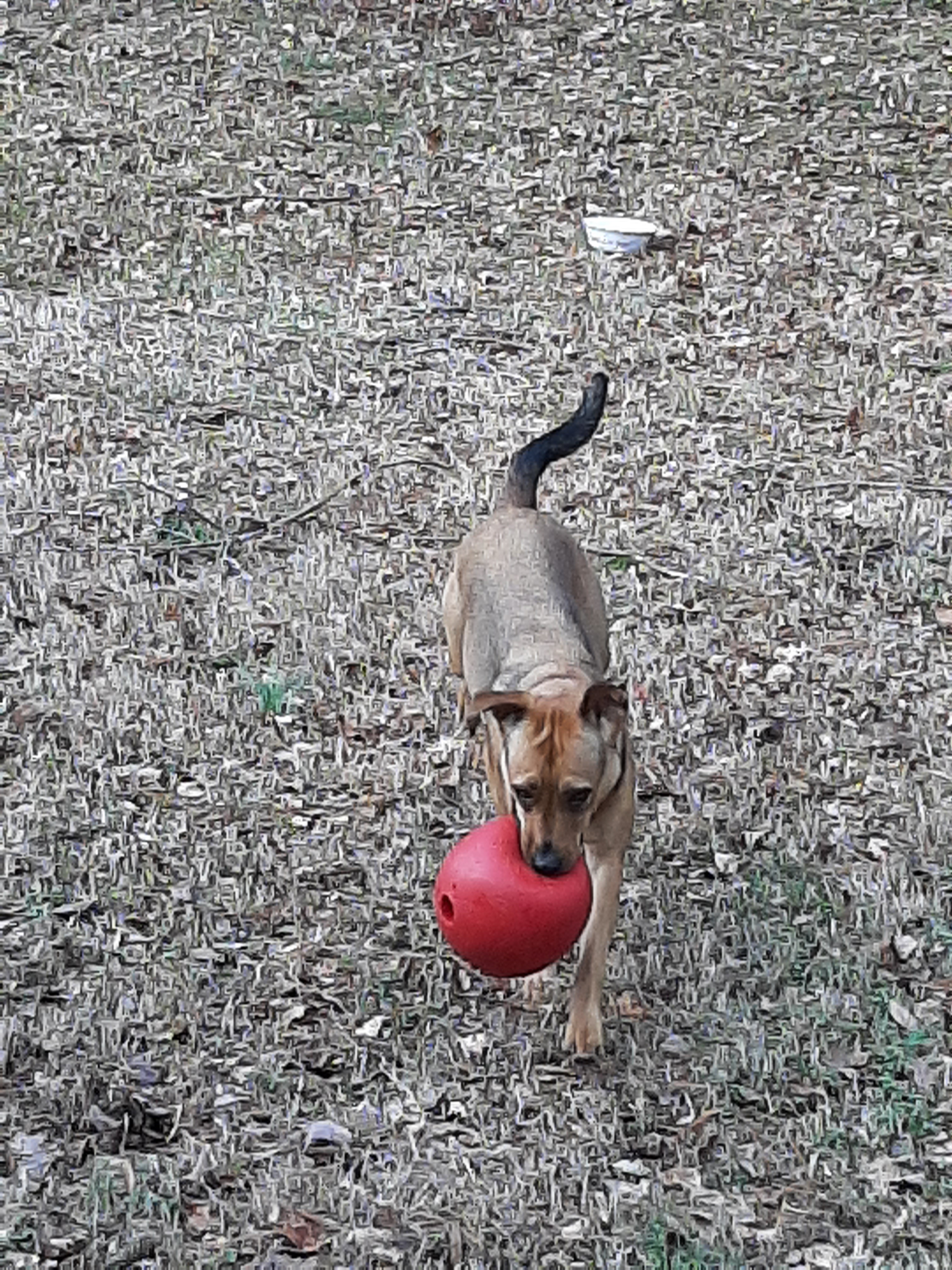 Dog for adoption Mollie, a Shepherd in Richmond, VA Petfinder