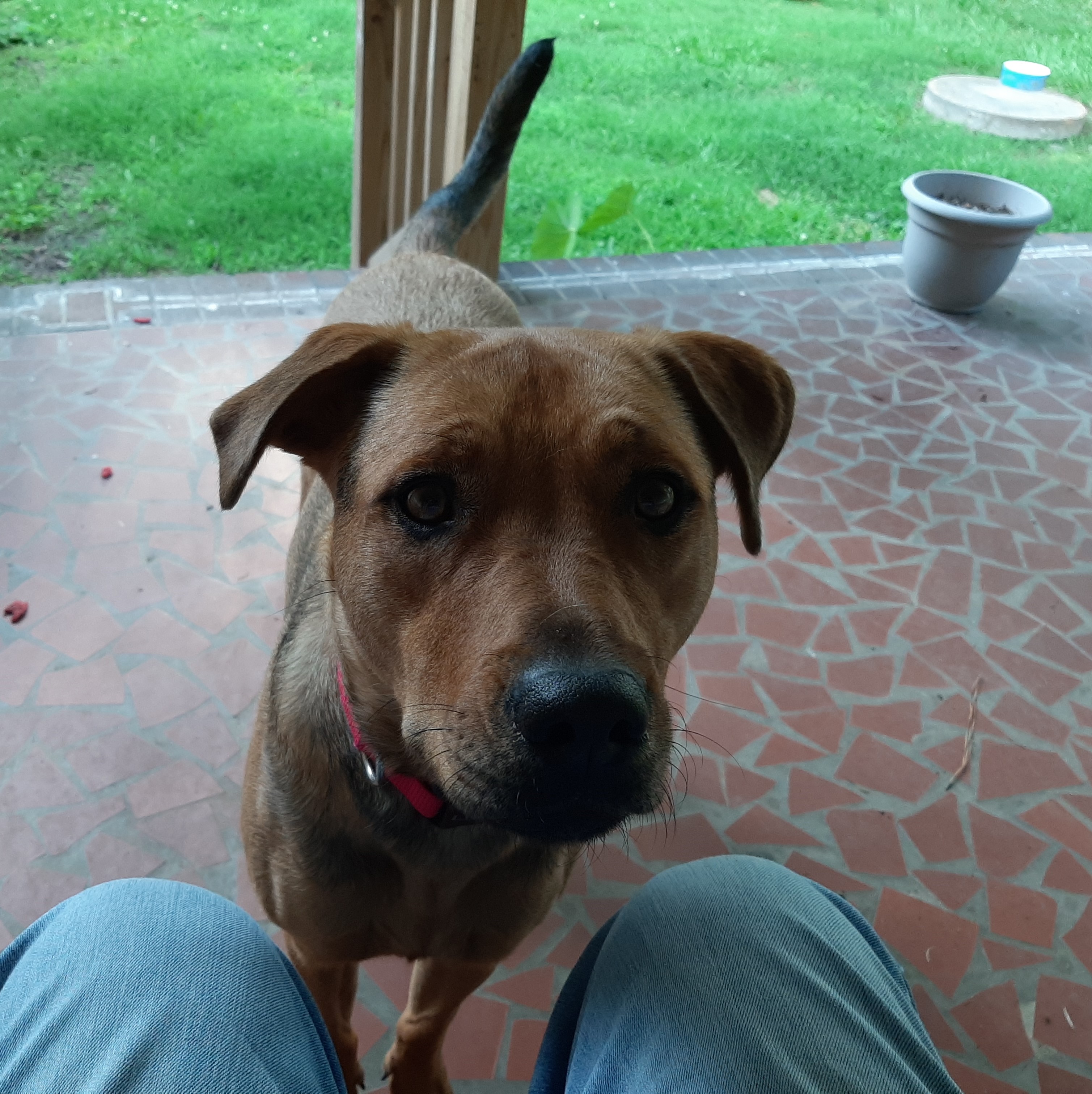 Dog for adoption Mollie, a Shepherd in Richmond, VA Petfinder