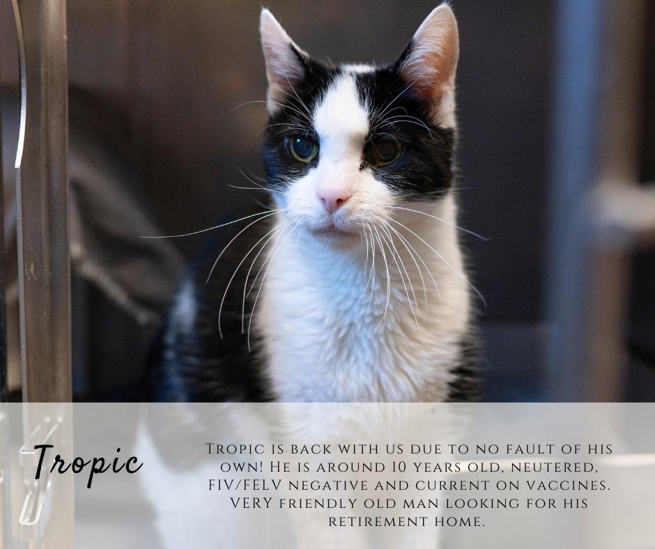 Enlarge Tropic, a ADOPTABLE Domestic Short Hair in Junction City, KS image 1/1