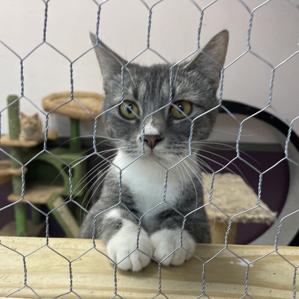 Case, Adoptable, Young Female Domestic Short Hair.