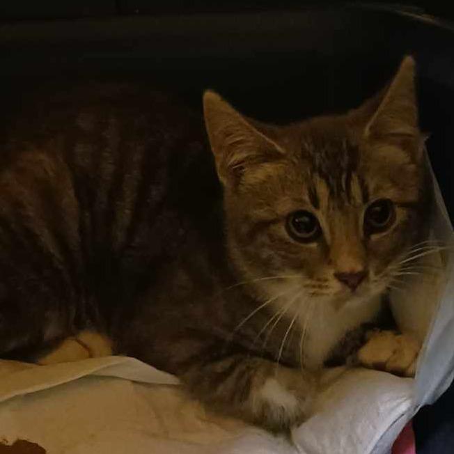 Enlarge Case, a Adoptable Domestic Short Hair in Branson, MO image 2/6