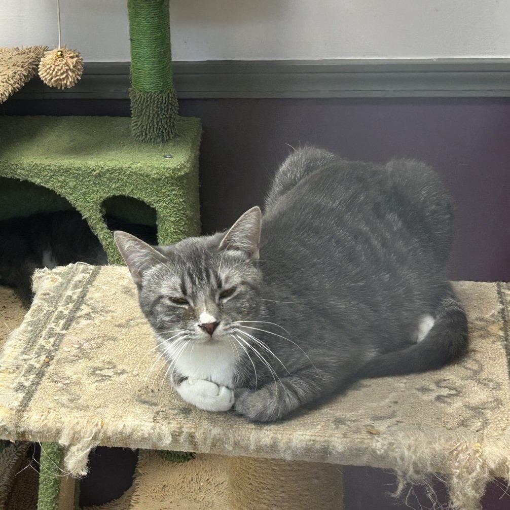 Enlarge Case, a Adoptable Domestic Short Hair in Branson, MO image 3/6