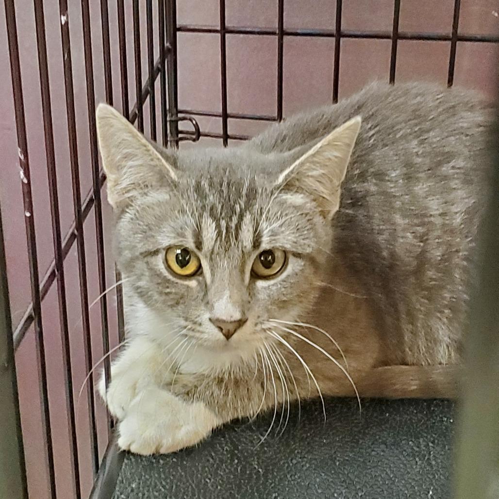 Enlarge Case, a Adoptable Domestic Short Hair in Branson, MO image 4/6