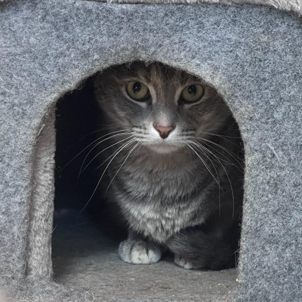 Enlarge Case, a Adoptable Domestic Short Hair in Branson, MO image 5/6