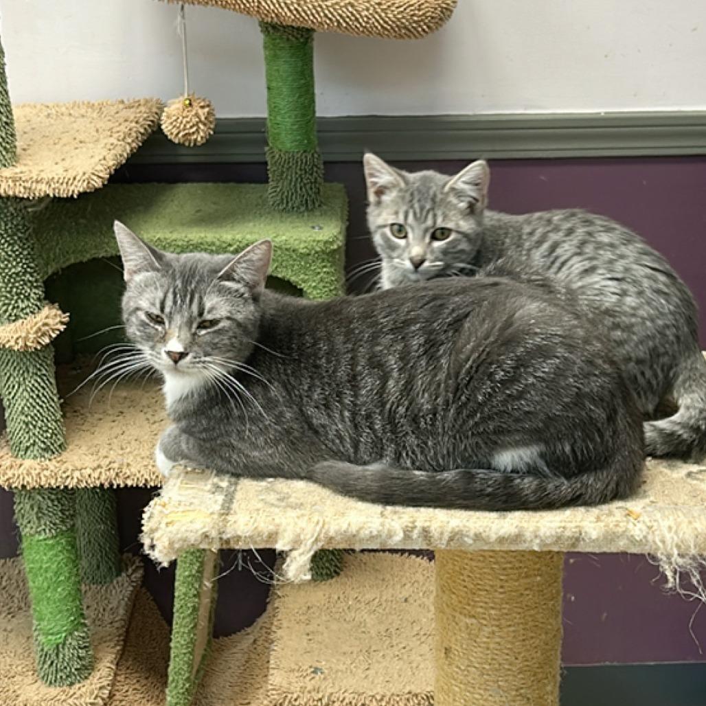 Enlarge Case, a Adoptable Domestic Short Hair in Branson, MO image 6/6