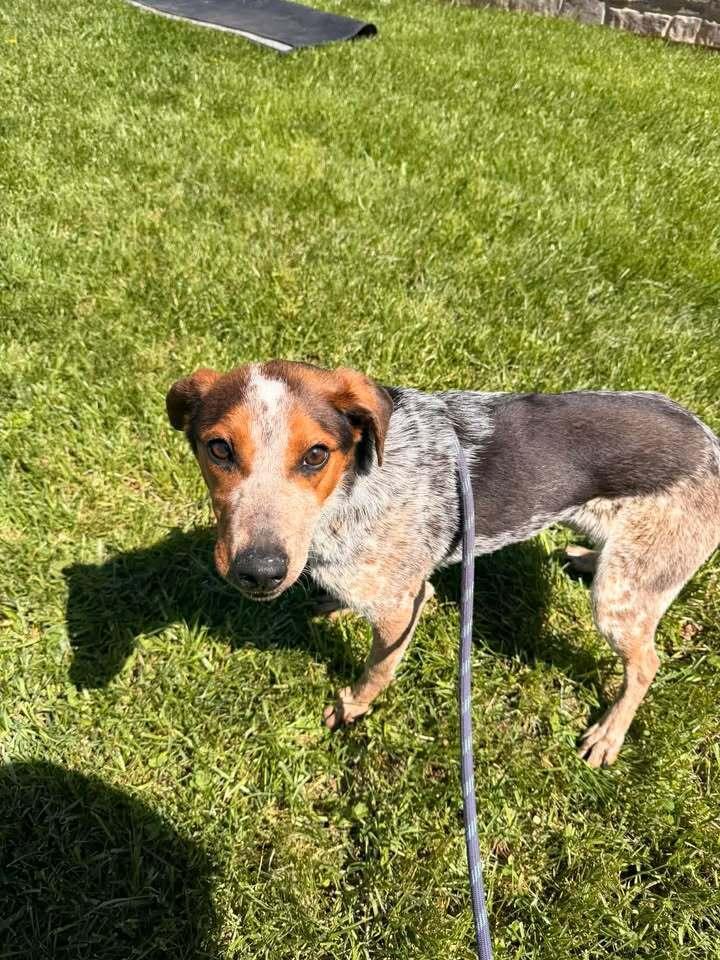 Piper, Adoptable, Young Female Australian Cattle Dog / Blue Heeler.