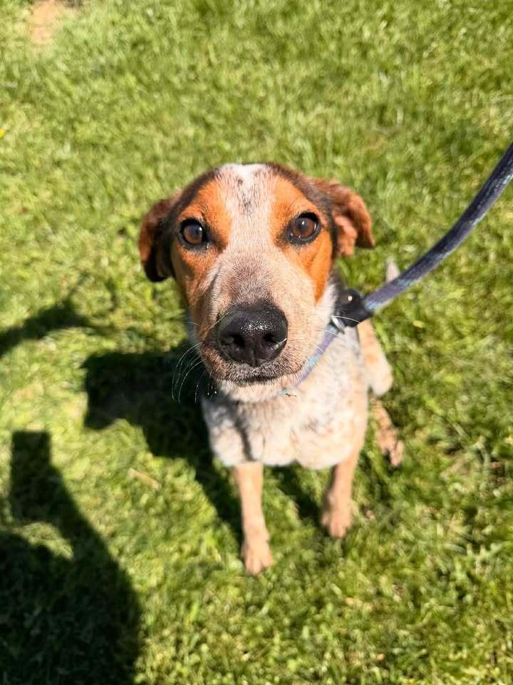 Enlarge Piper, a Adoptable mixed breed in Hillsboro, OH image 2/2