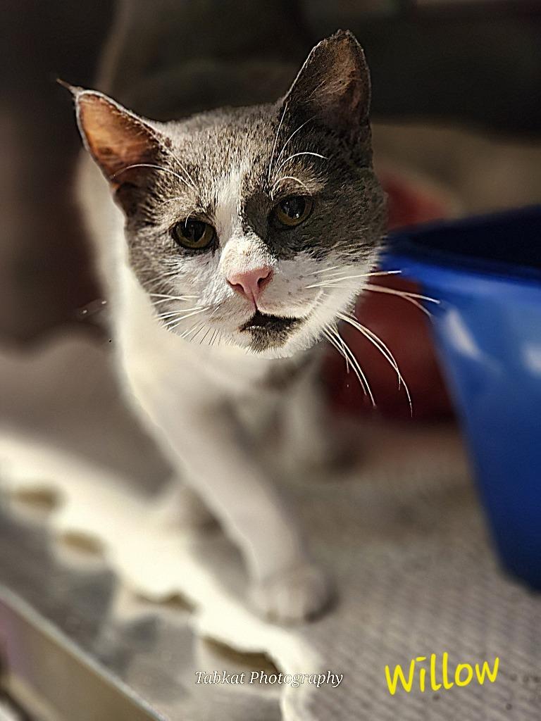 Willow, a Adoptable mixed breed in Cambridge, MD image 1/2