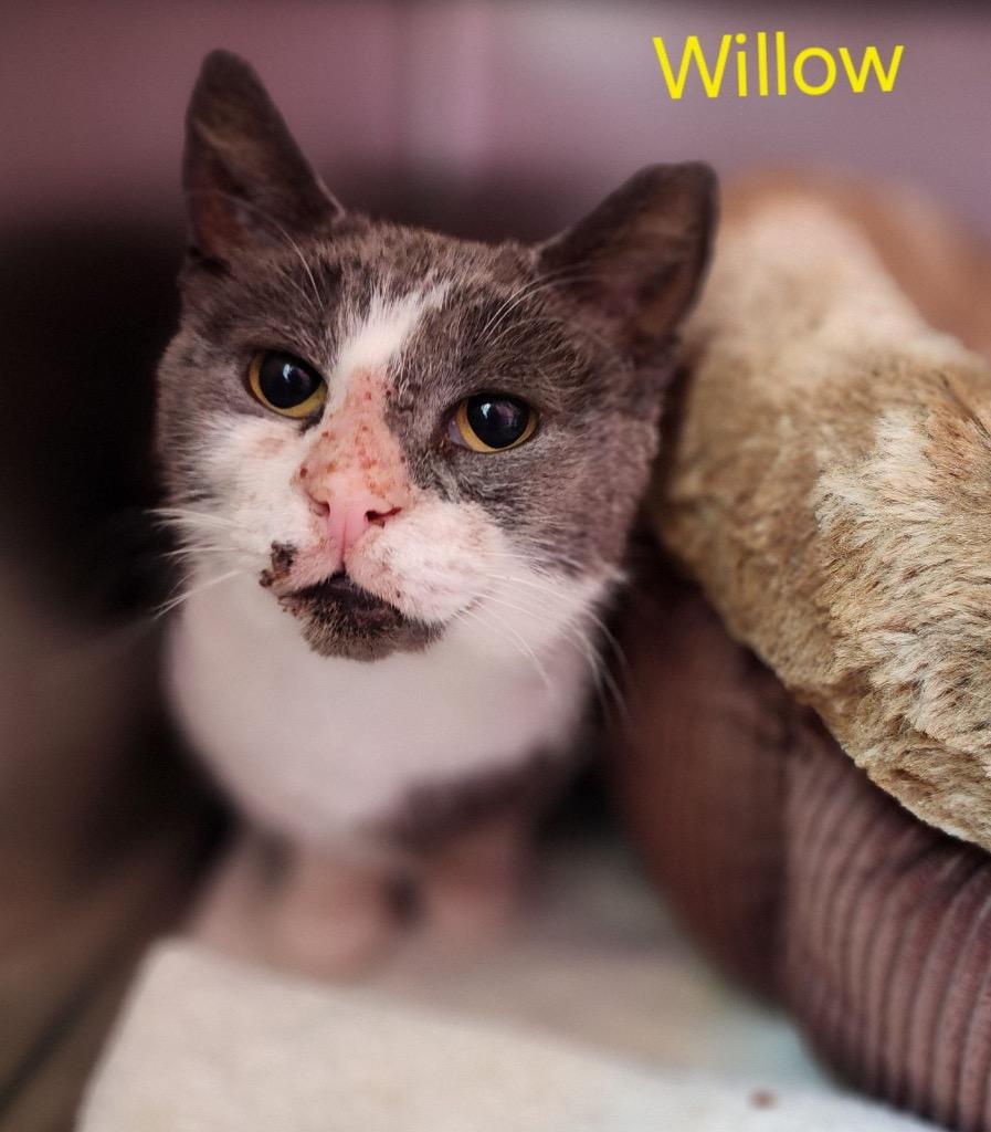 Willow, a Adoptable mixed breed in Cambridge, MD image 2/2