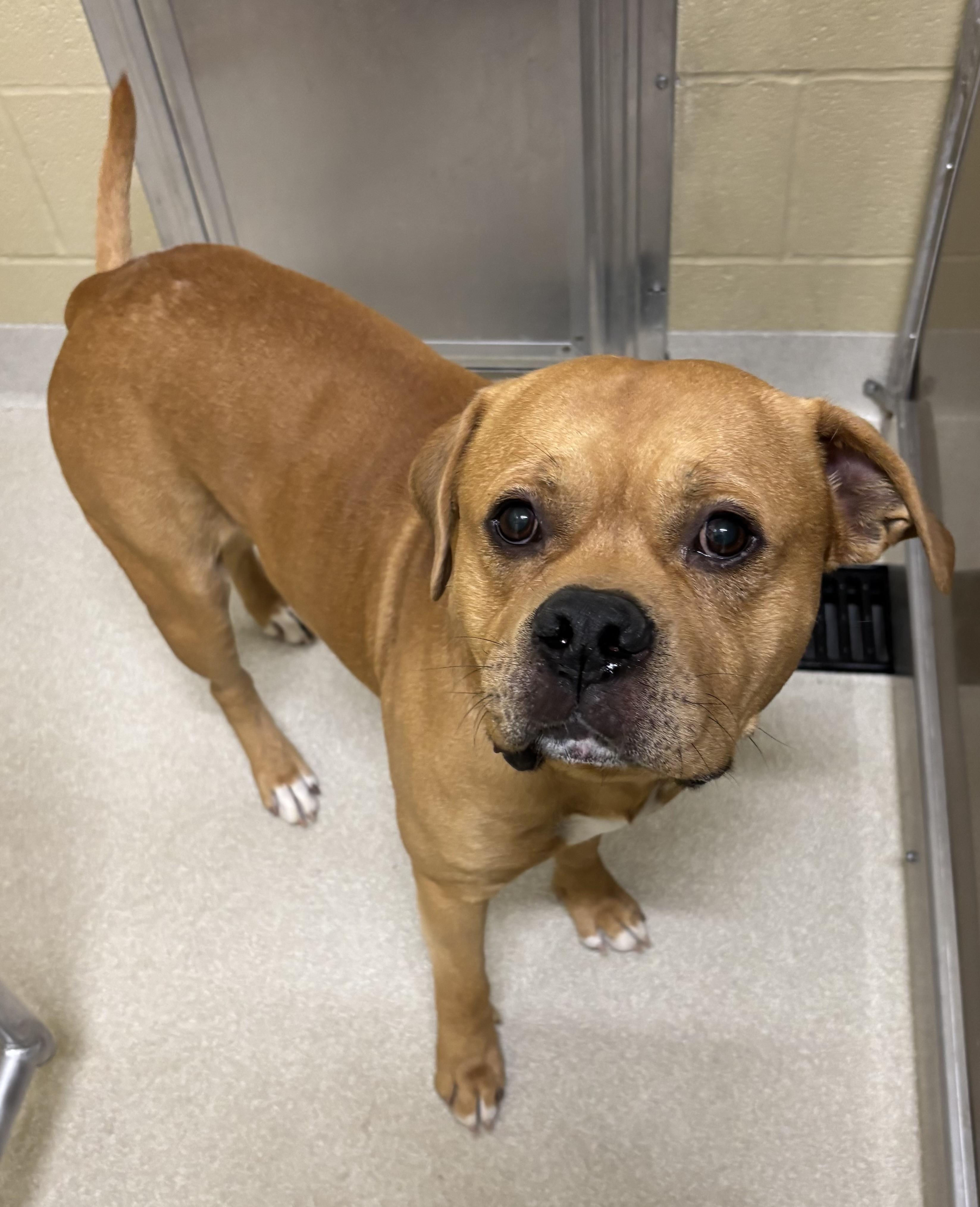 Pudge, Adoptable, Adult Male American Bully.