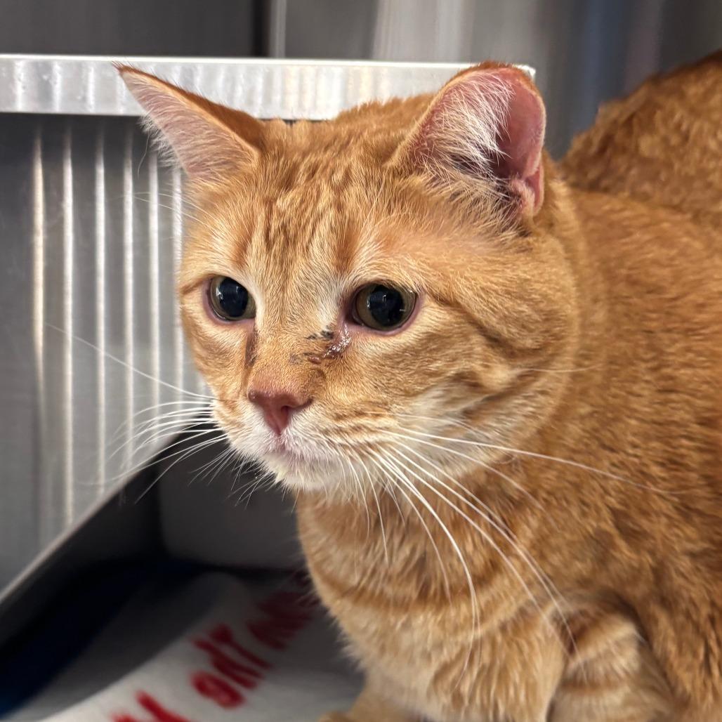 Mango, Adoptable, Adult Female Domestic Short Hair.