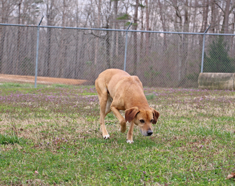 Yates, a Adoptable Mountain Dog in Savannah, TN image 1/8