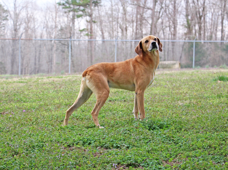 Yates, a Adoptable Mountain Dog in Savannah, TN image 2/8