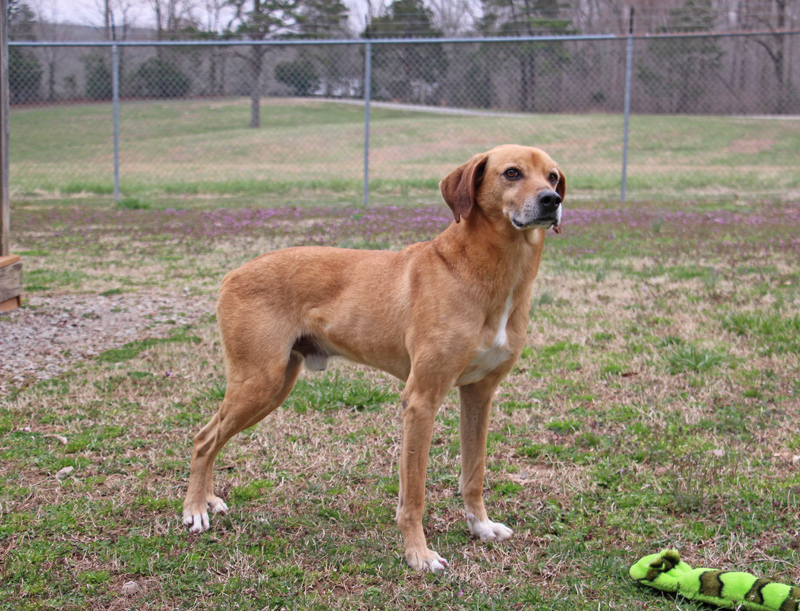 Yates, a Adoptable Mountain Dog in Savannah, TN image 3/8