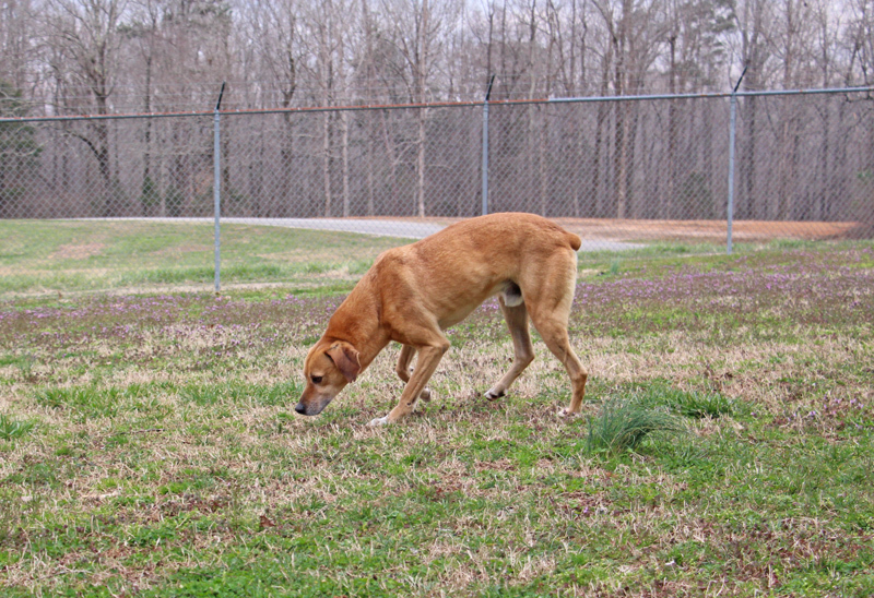 Yates, a Adoptable Mountain Dog in Savannah, TN image 4/8