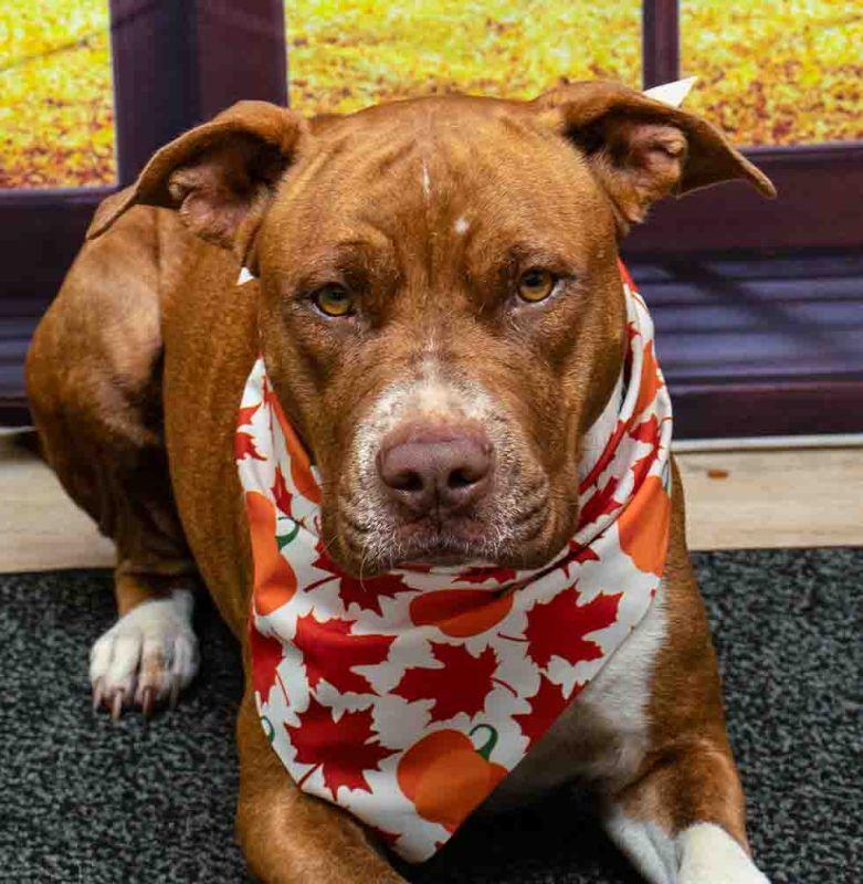 Chicka, Adoptable, Young Female Terrier.