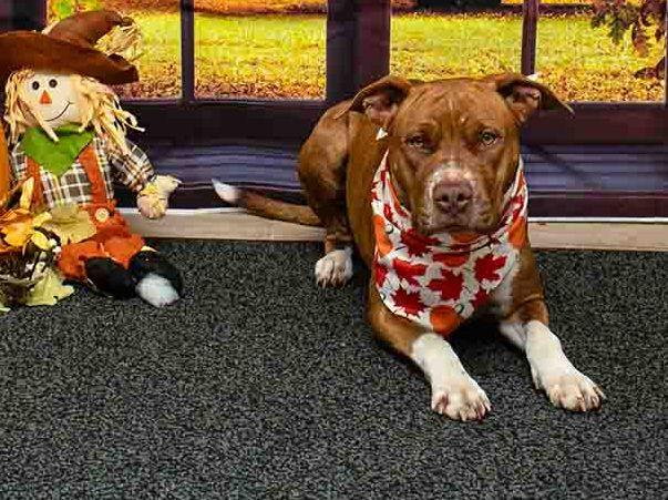 Chicka, a Adoptable mixed breed in Sanford, FL image 2/3