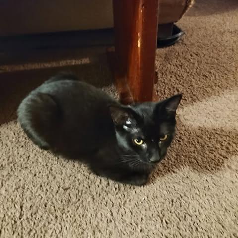 Enlarge Autumn, a Adoptable Domestic Short Hair in Springfield, OH image 1/1