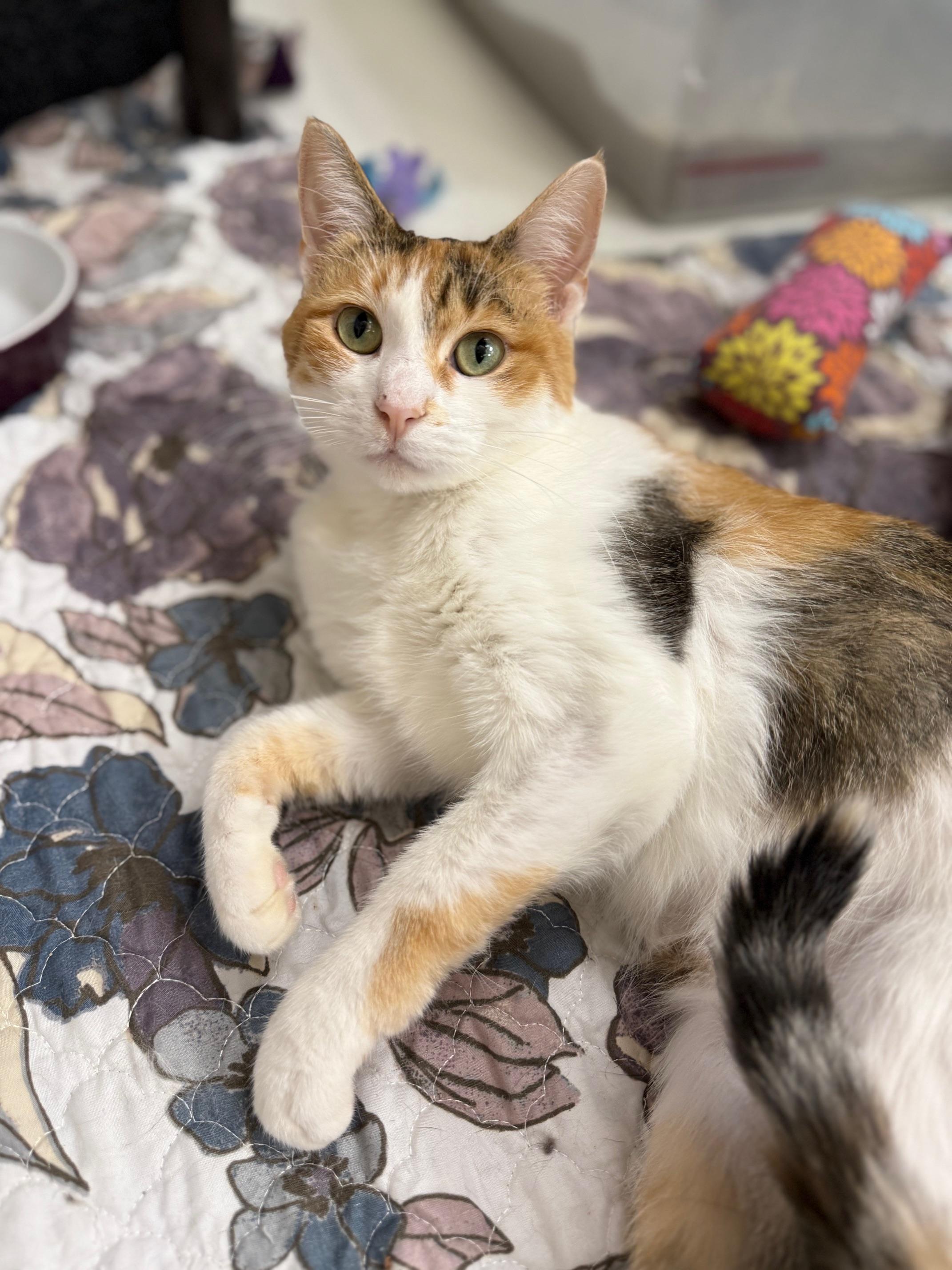 Enlarge Liz Lemon - friendly gorgeous calico girl!, a Adoptable Calico in Oshkosh, WI image 1/4