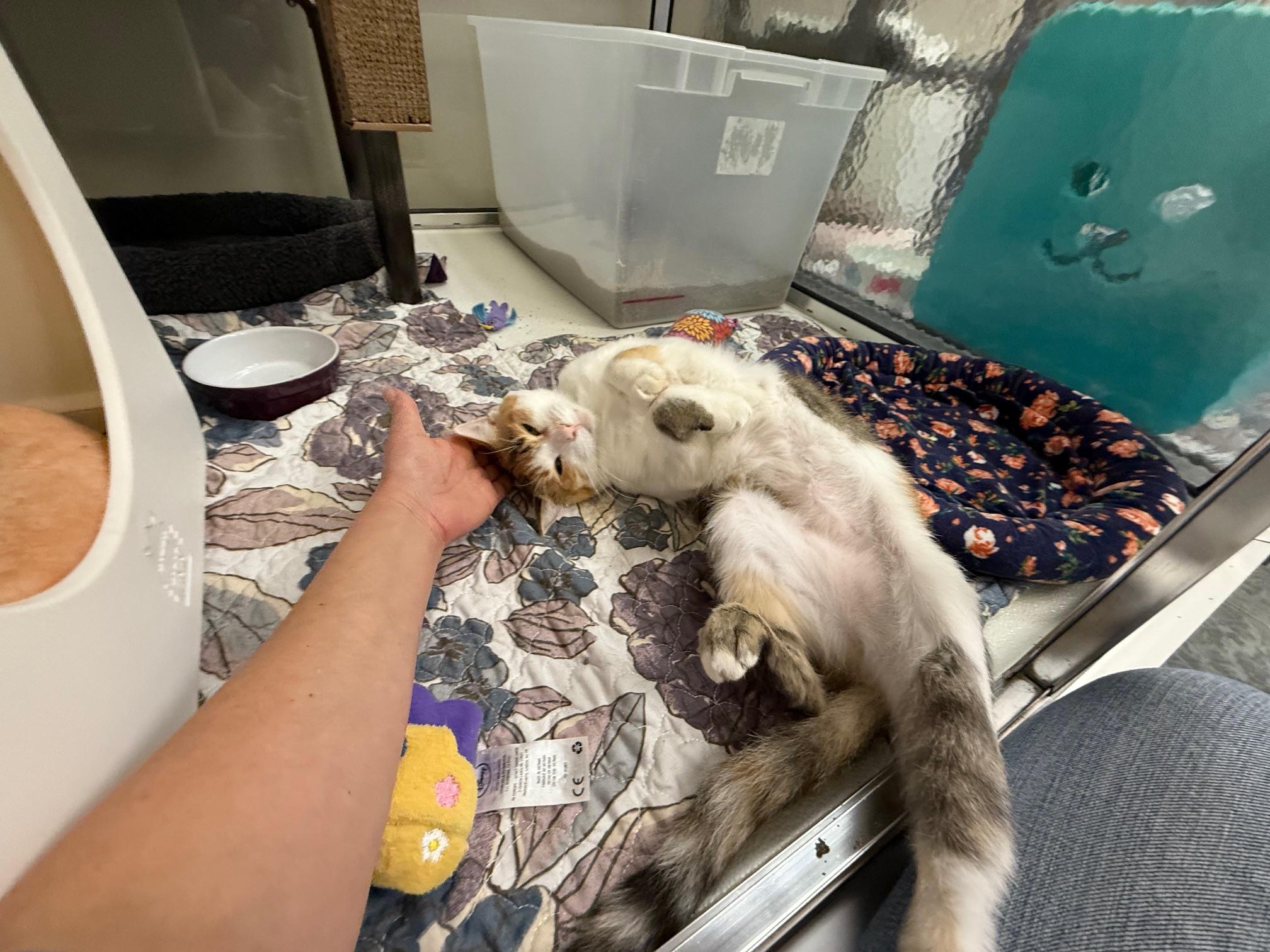 Enlarge Liz Lemon - friendly gorgeous calico girl!, a Adoptable Calico in Oshkosh, WI image 2/4