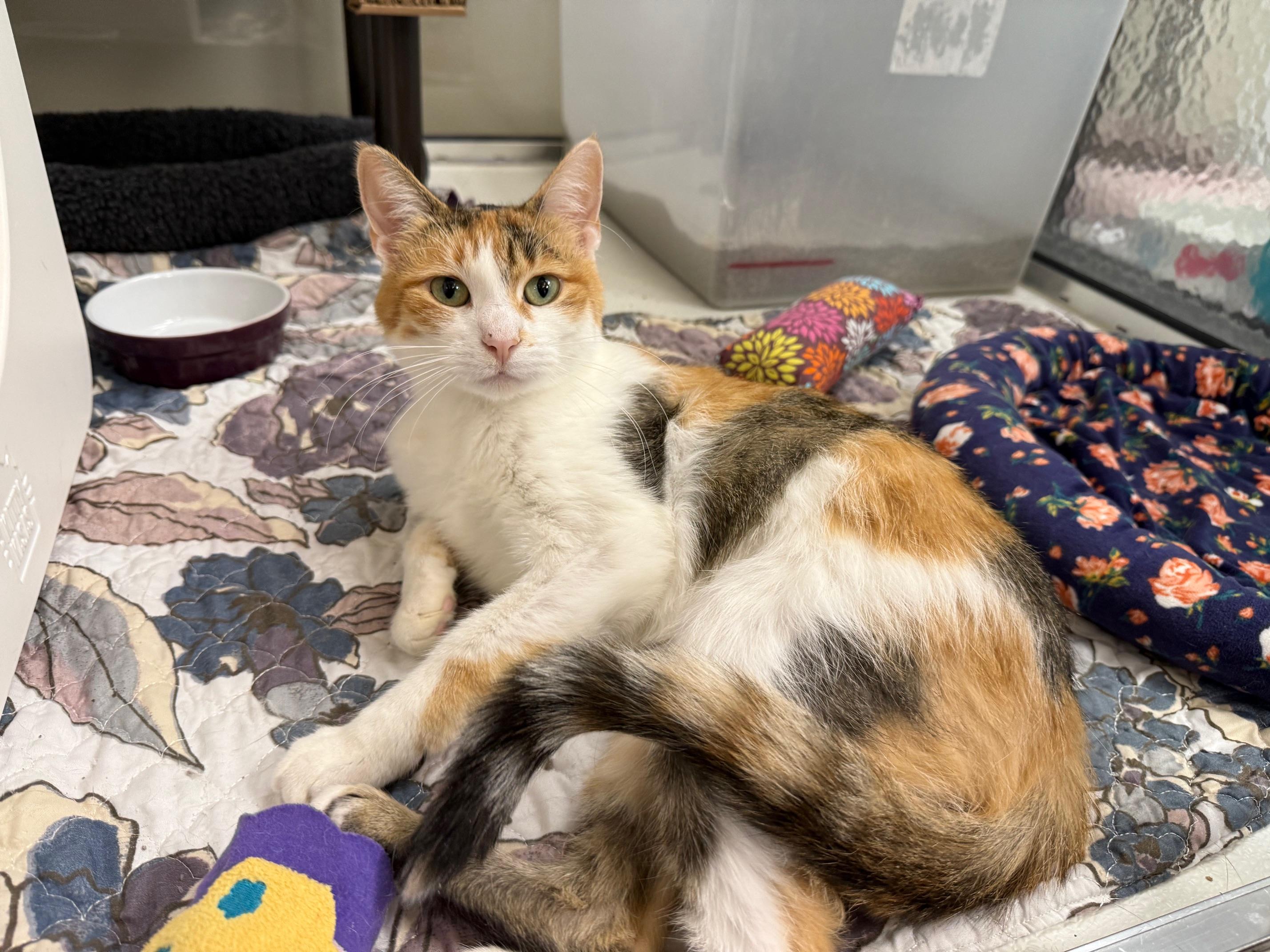 Enlarge Liz Lemon - friendly gorgeous calico girl!, a Adoptable Calico in Oshkosh, WI image 3/4