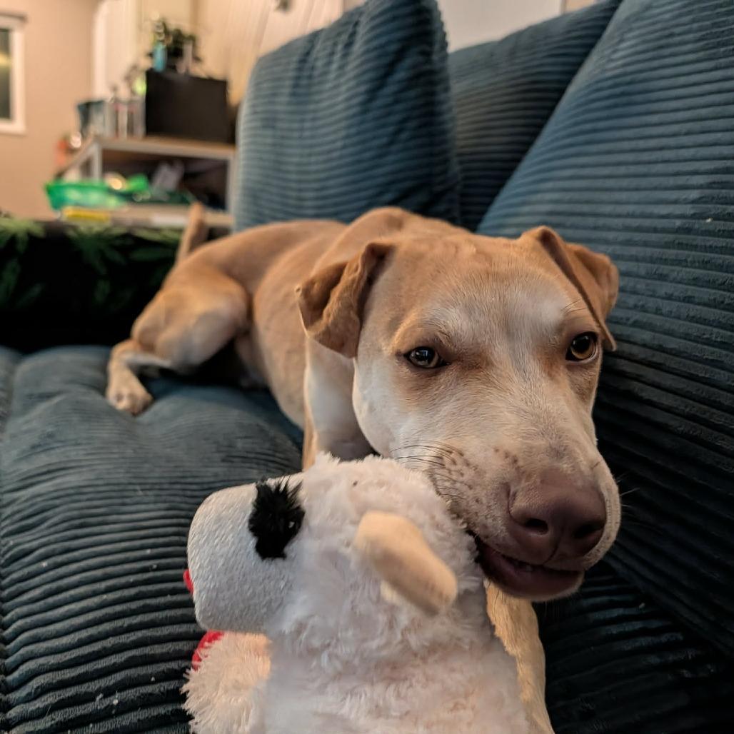 Frodo, a Adoptable mixed breed in Bend, OR image 1/6