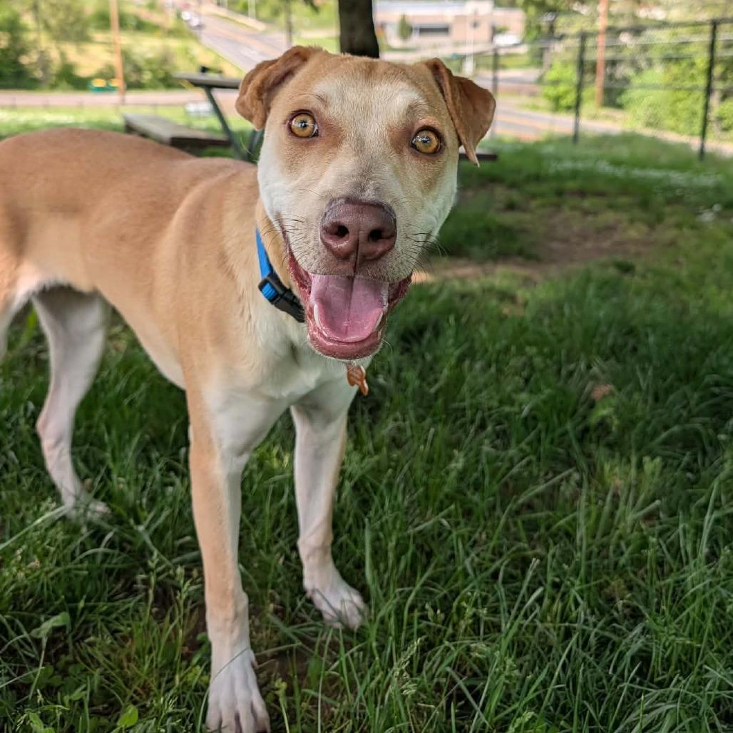 Frodo, a Adoptable mixed breed in Bend, OR image 2/6