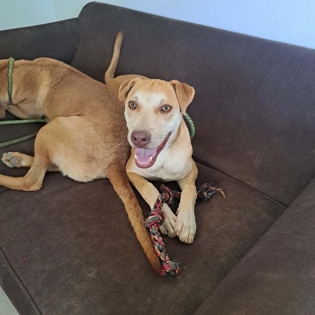 Frodo, a Adoptable mixed breed in Bend, OR image 3/6